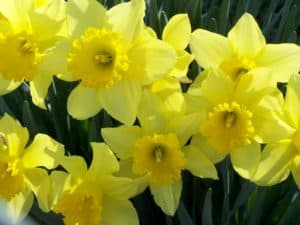 daffodil